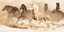 cavalli