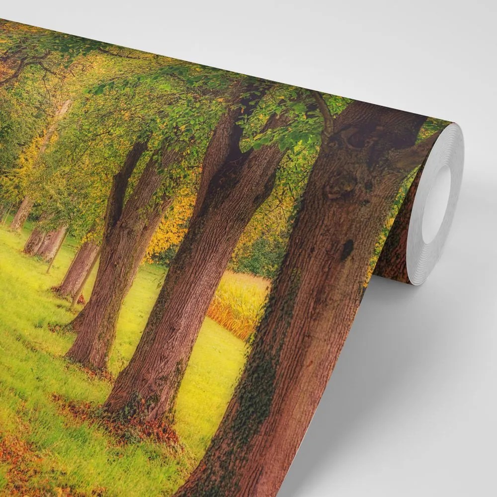 Carta da parati – Sentiero nel bosco autunnale