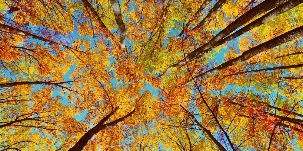 Quadro su tela – Corone autunnali degli alberi