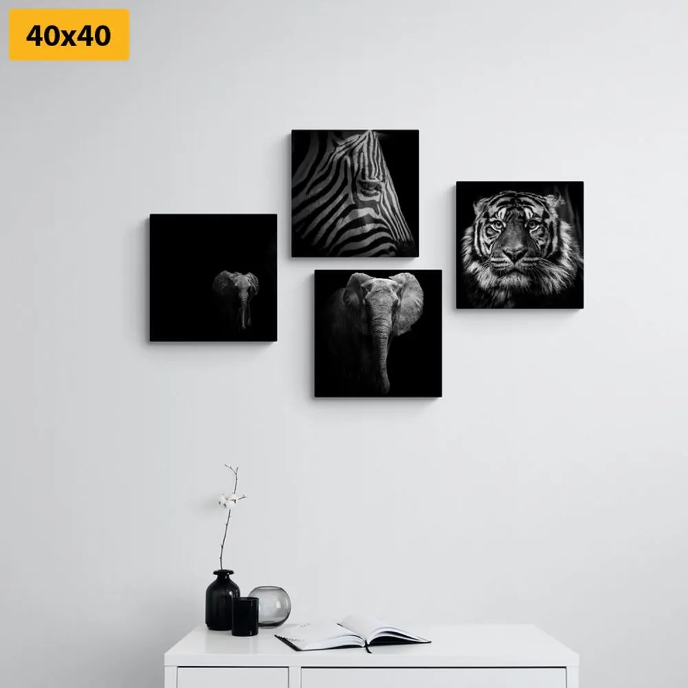 Set di quadri – Animali in stile bianco e nero