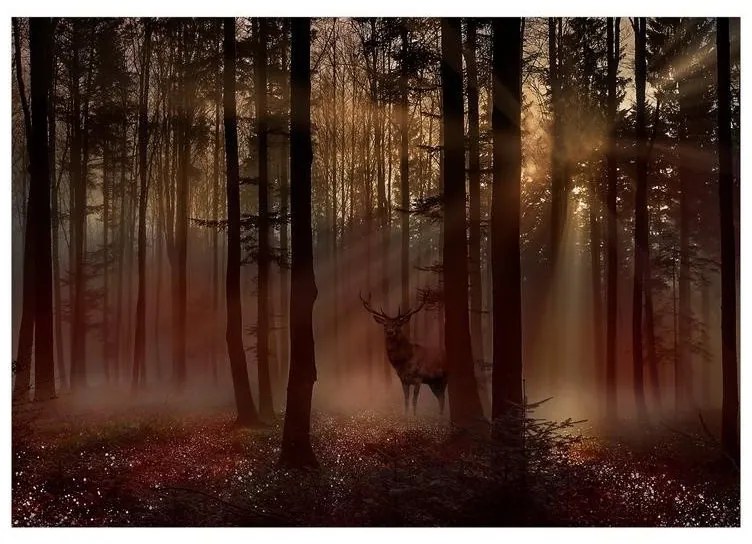 Fotomurale  Mystical Forest  First Variant  Larghezza x Altezza Home decor 100x70