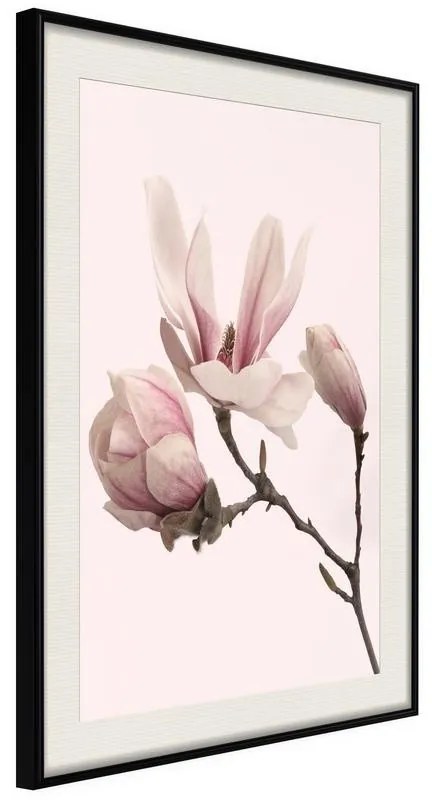 Poster  Blooming Magnolias II  Cornice Quadri Cornice nera con pass-partout, Larghezza x Altezza Home decor 20x30