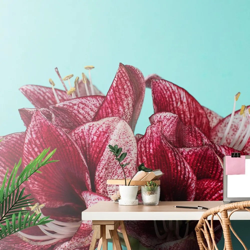 Carta da parati – Amaryllis esotico su sfondo turchese