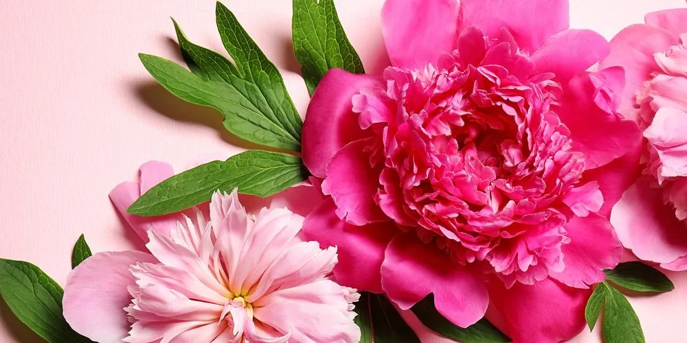 Quadro su tela – Peonie in rosa