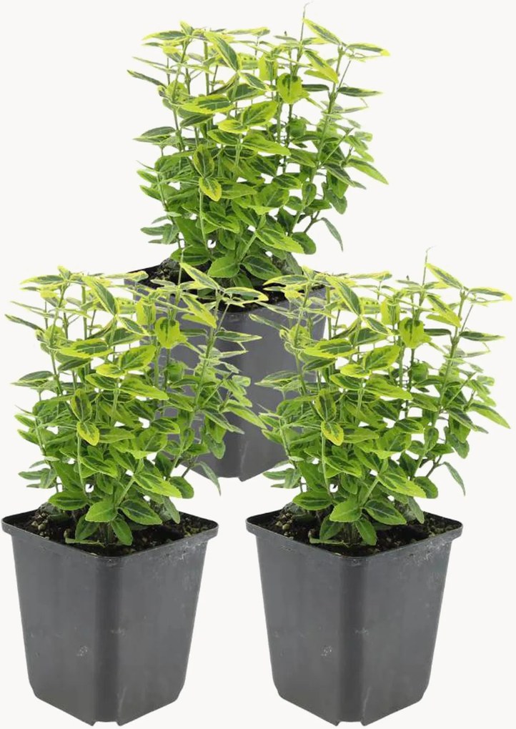 Set di 3 piante vere Euonymus fortunei Emerald n Gold