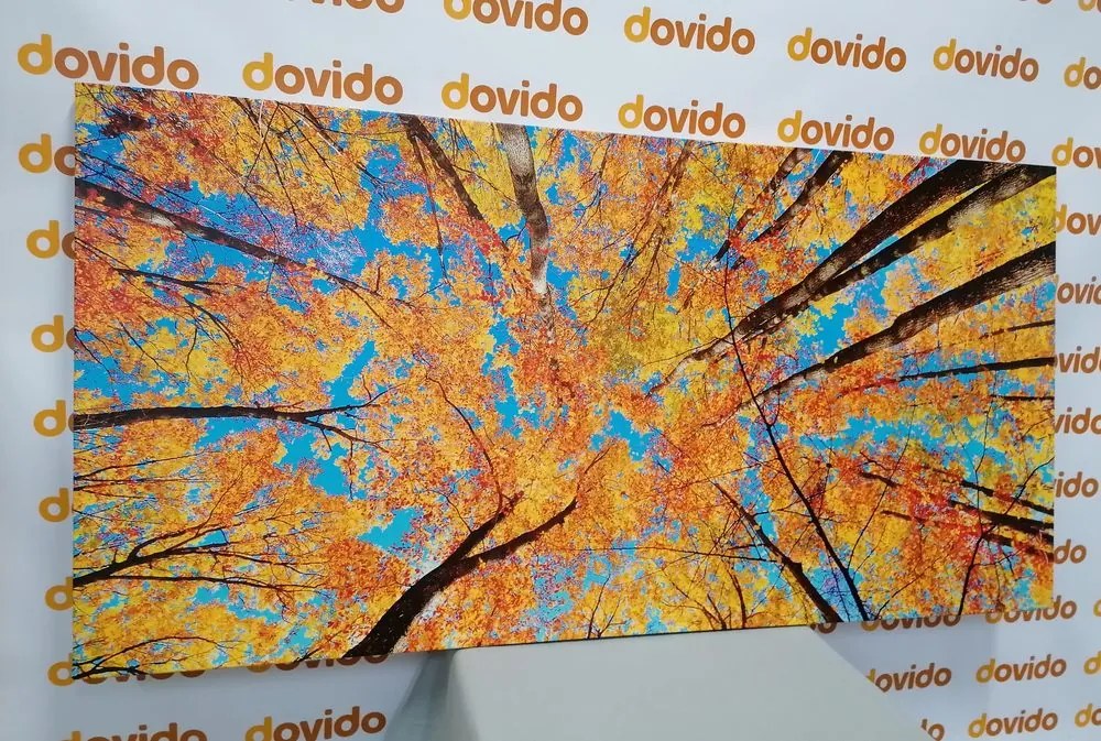 Quadro su tela – Corone autunnali degli alberi