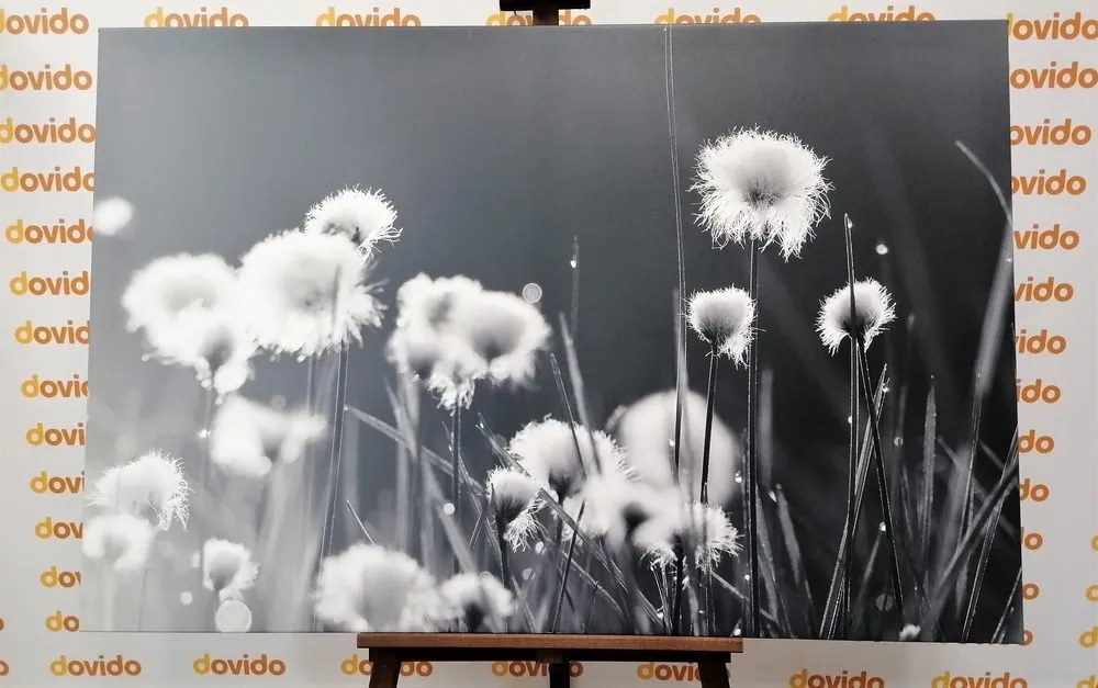 Quadro su tela – Erba di cotone in bianco e nero
