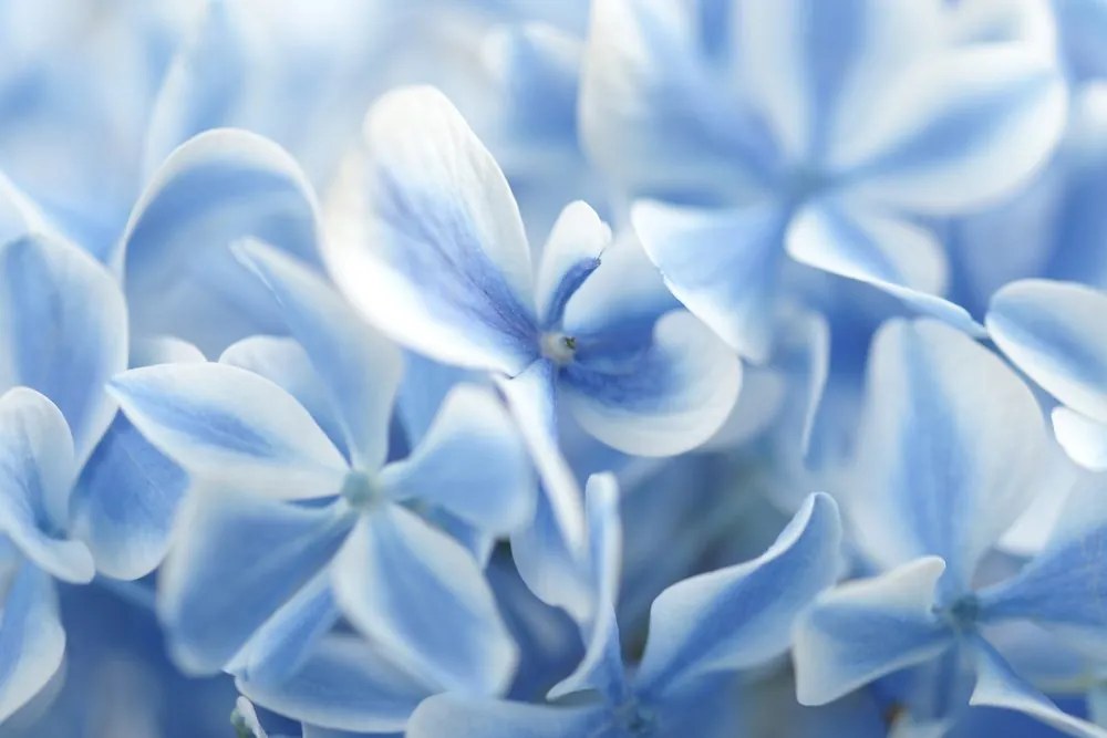 Quadro su tela – Fiori di ortensia in tonalità blu-bianco