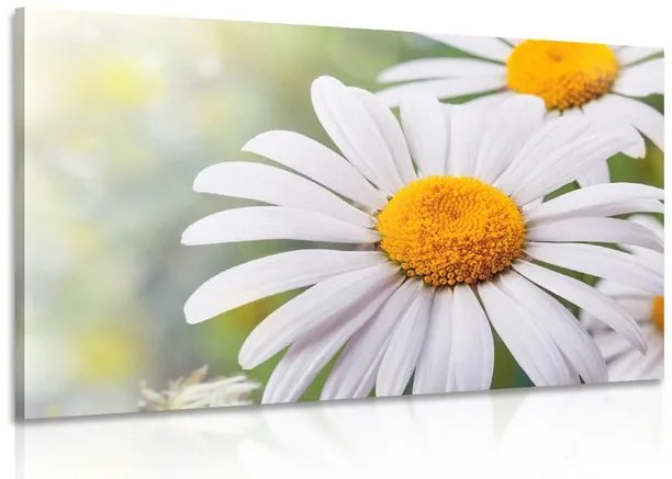 Stampa su tela – Fiori di camomilla