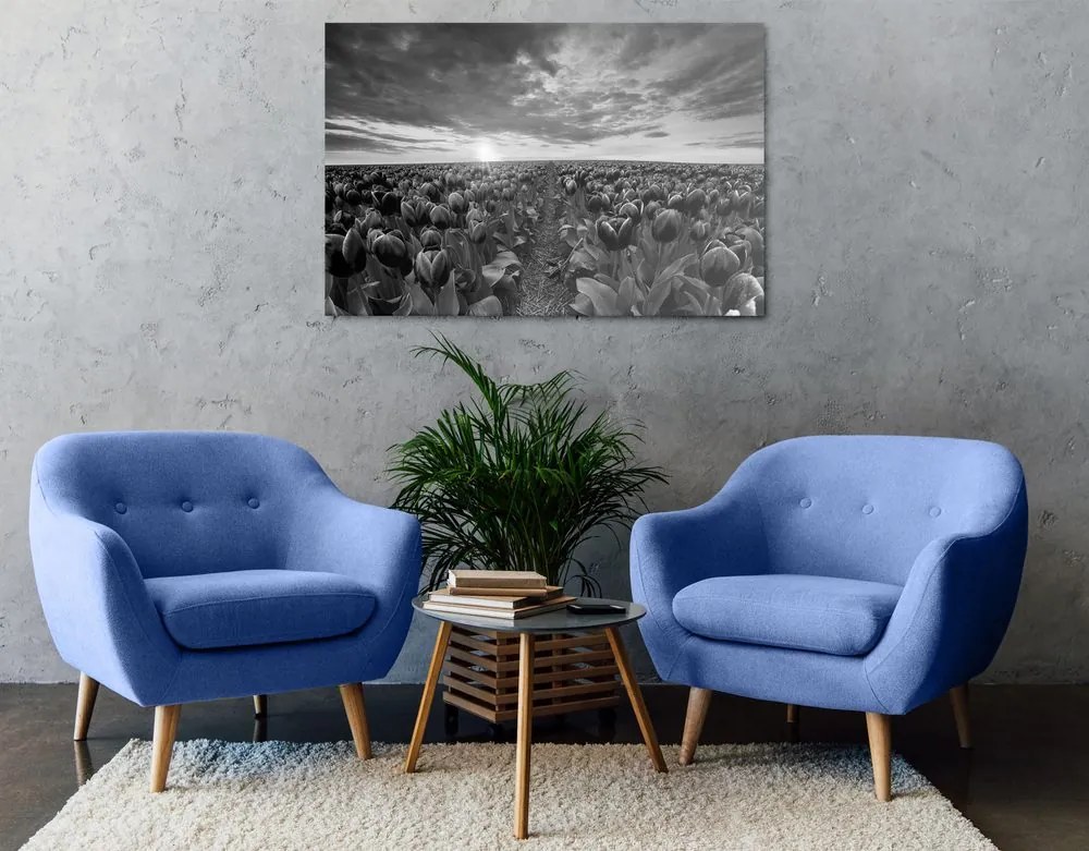 Quadro su tela – Alba sopra il prato con tulipani in bianco e nero