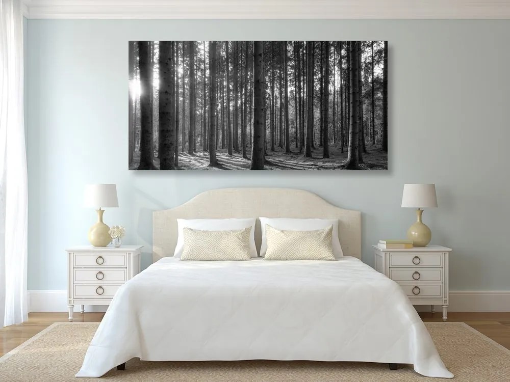 Quadro su tela – Mattina nella foresta in bianco e nero