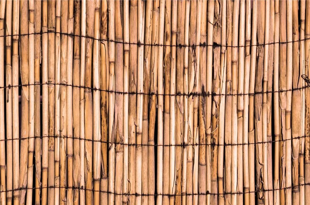 Fotomurale – Bambù esotico