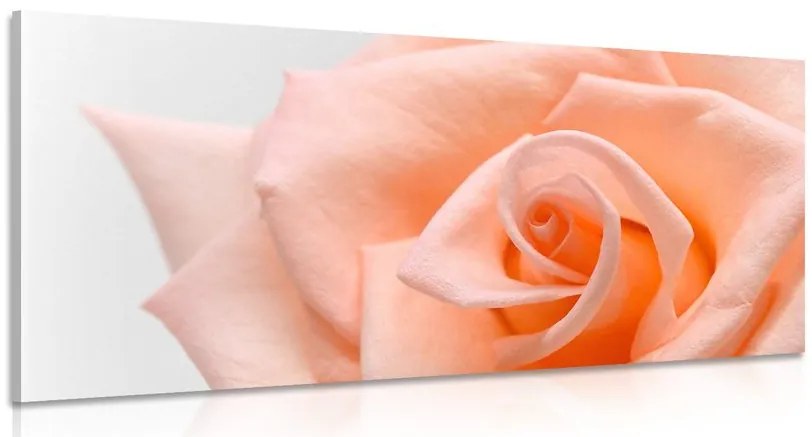 Stampa su tela – Rosa pesca