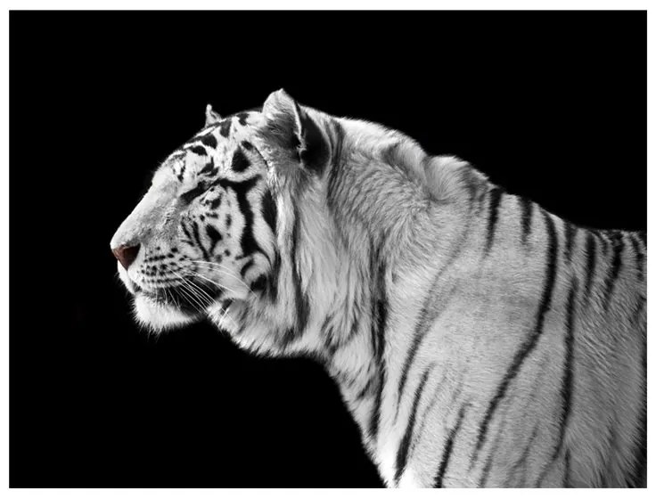 Fotomurale  Tigre bianca  Colore bianco e nero, Dimensioni e Misure 200x154