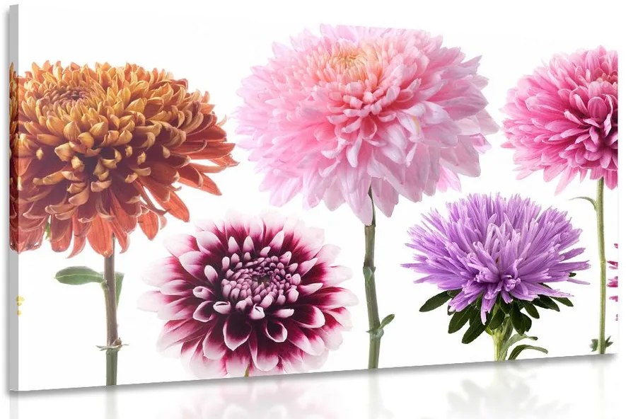 Stampa su tela – Fiori di dalia in design multicolore