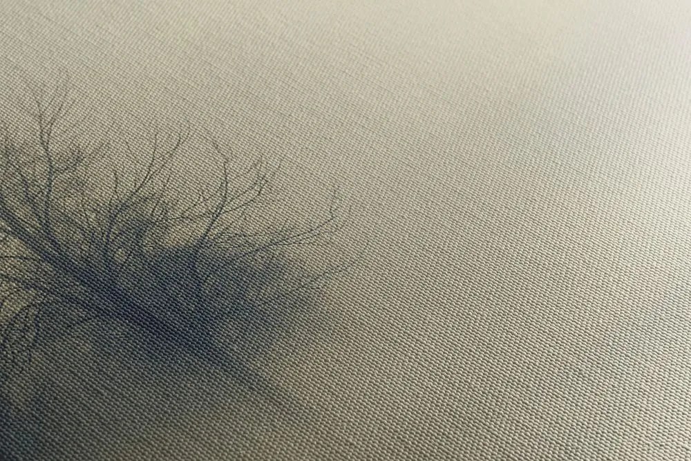 Stampa su tela – Alberi nella nebbia