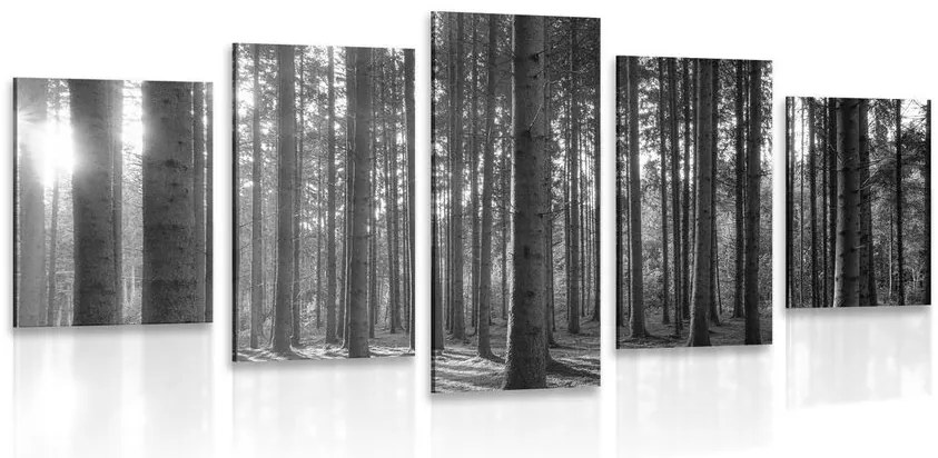 Quadri 5 pezzi – Mattina nella foresta in bianco e nero