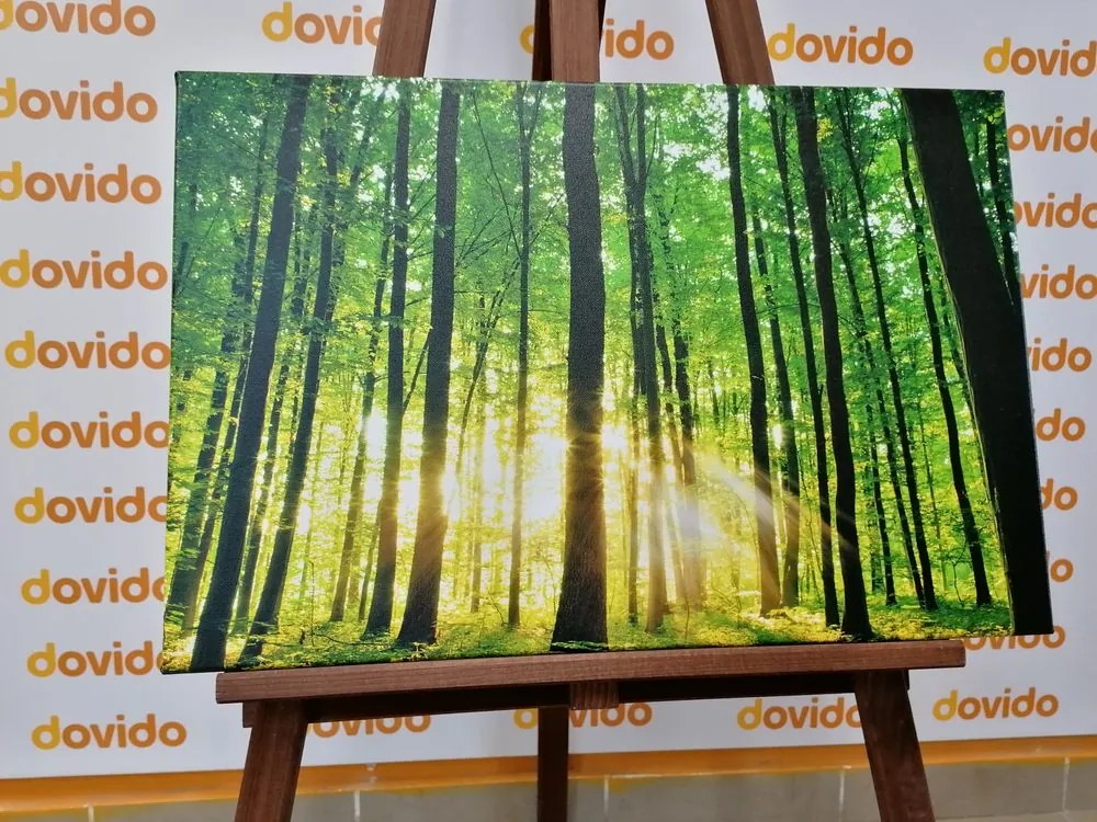 Stampa su tela – Foresta verde fresca