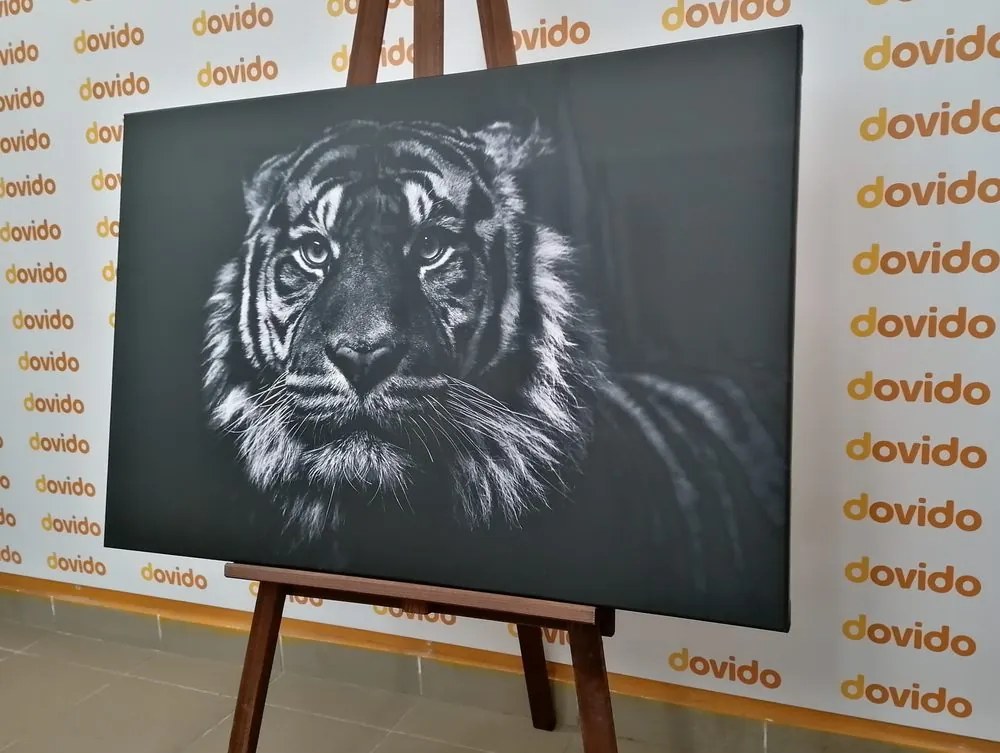 Quadro su tela – Tigre in bianco e nero
