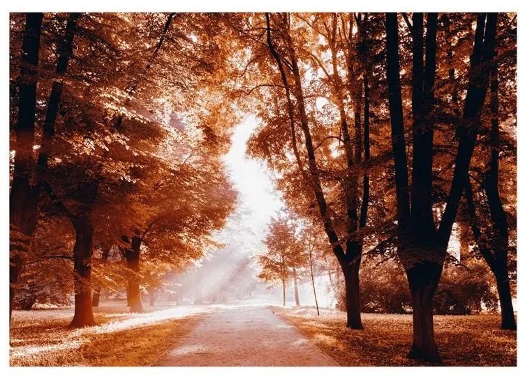 Fotomurale adesivo  Autumn Park  Larghezza x Altezza Home decor 245x175