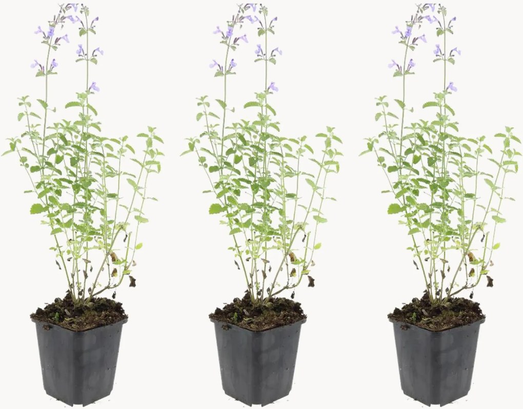 Set di 3 piante vere Catmint Nepeta faassenii Walkers Low