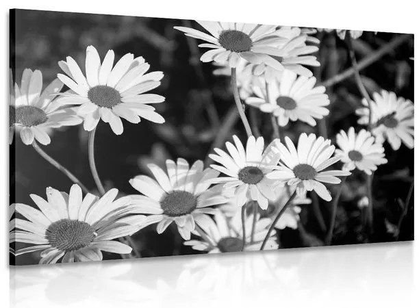 Stampa su tela – Margherite in giardino in bianco e nero
