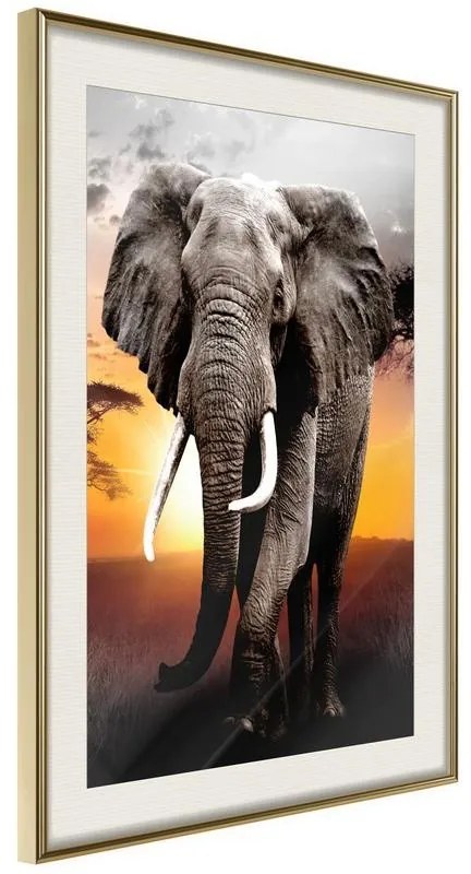 Poster Majestic Elephant Cornice Quadri Cornice d'oro con passe-partout, Larghezza x Altezza Home decor 20x30