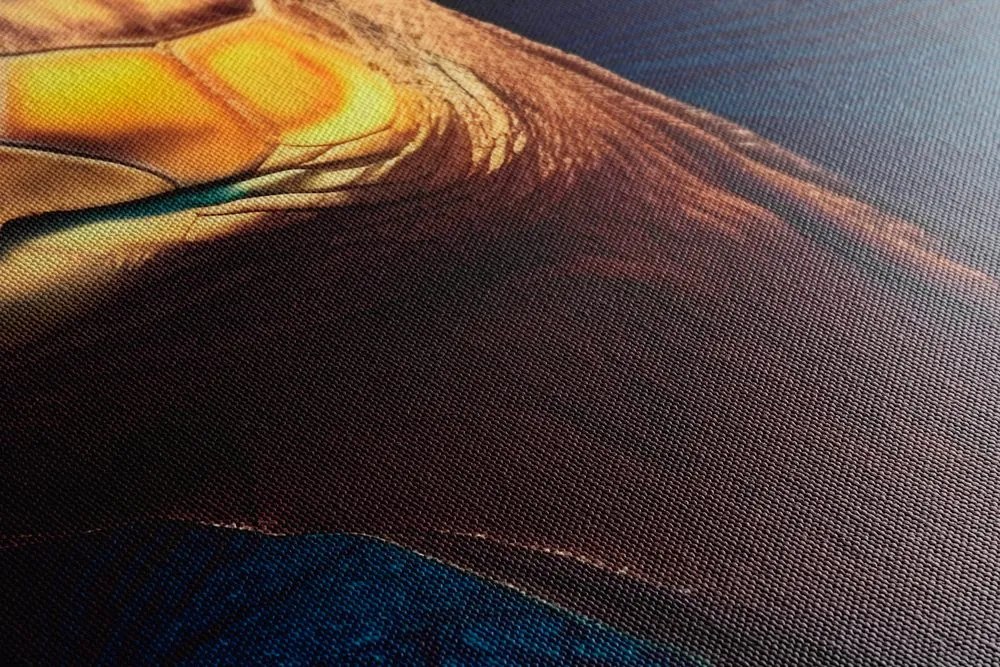 Stampa su tela – Tartaruga blu-oro