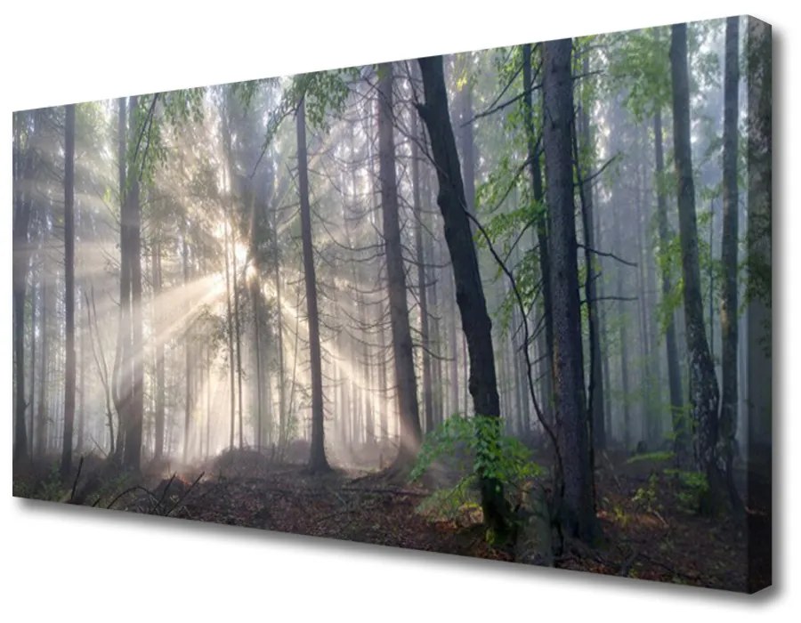 Quadro su tela Alberi della natura della foresta 100x50 cm