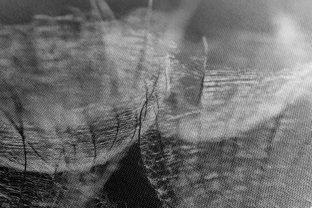 Stampa su tela – Macro soffione in bianco e nero su sfondo