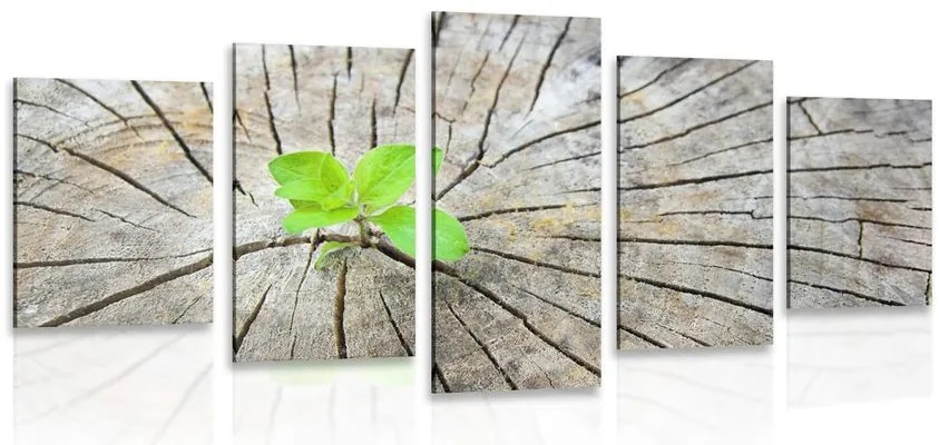 Quadri 5 pezzi – Nascita di una nuova vita
