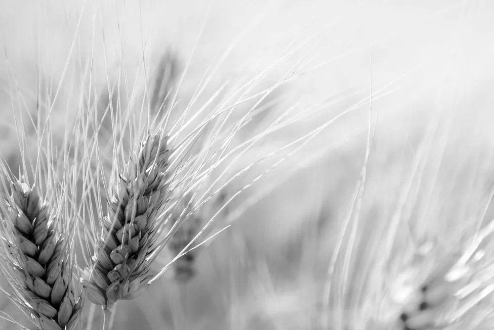 Stampa su tela – Campo di grano in bianco e nero