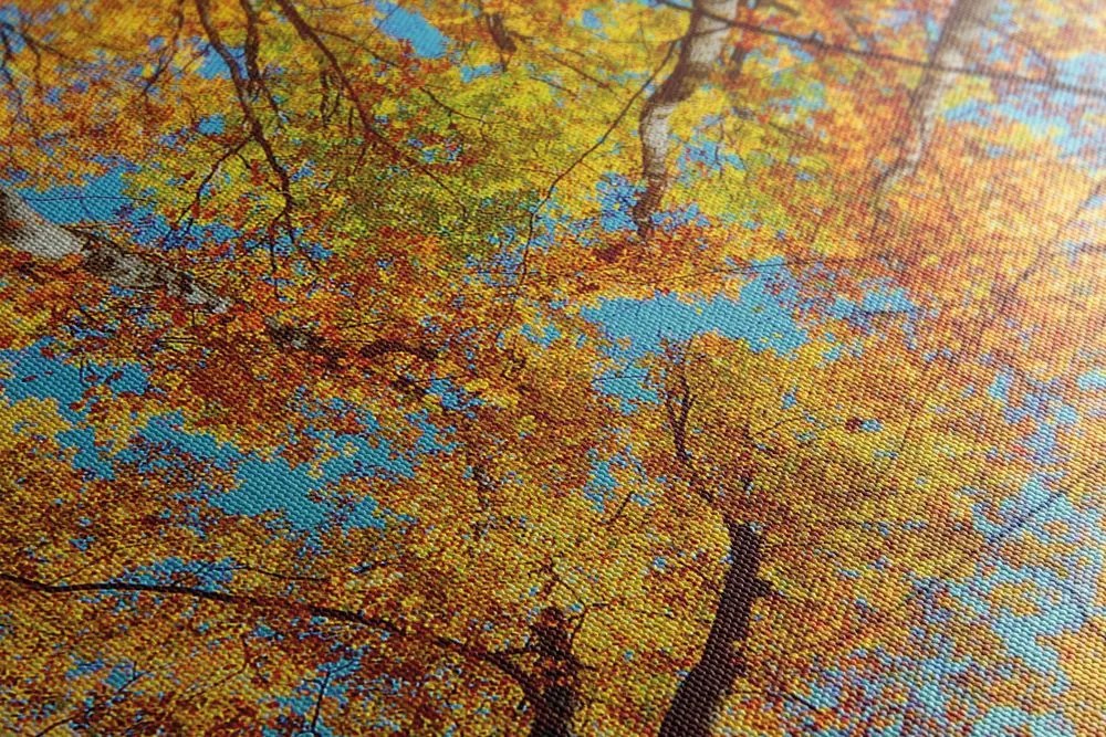 Quadro su tela – Corone autunnali degli alberi