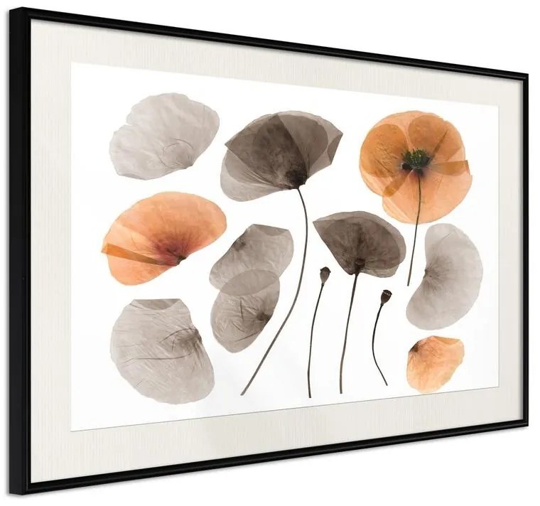 Poster  Dried Poppies  Cornice Quadri Cornice nera con pass-partout, Larghezza x Altezza Home decor 45x30