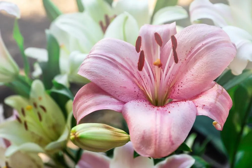 Stampa su tela – Gigli in fiore nel giardino