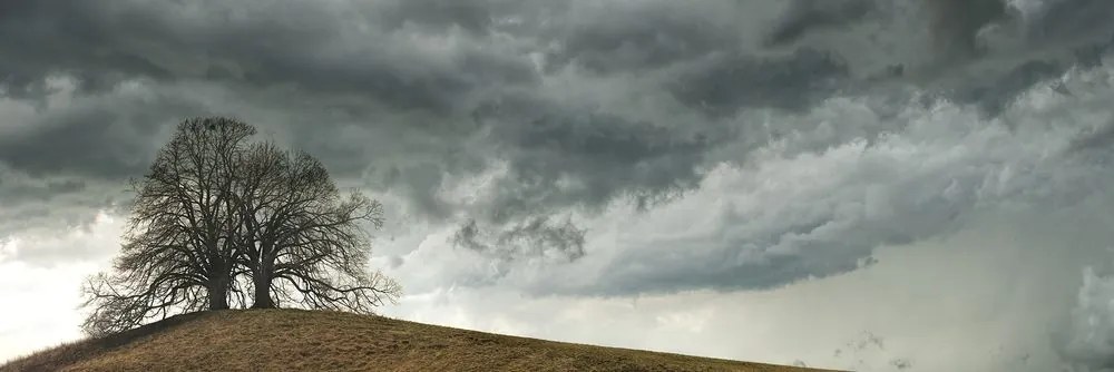 Quadro su tela – Alberi solitari