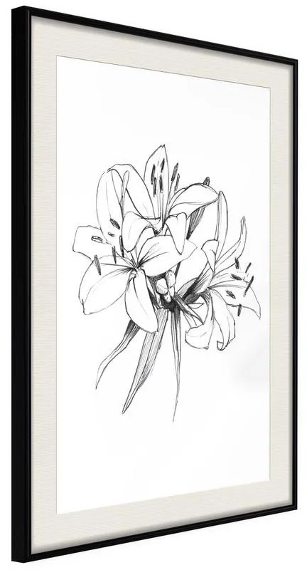 Poster  Sketch of Lillies  Cornice Quadri Cornice nera con pass-partout, Larghezza x Altezza Home decor 20x30