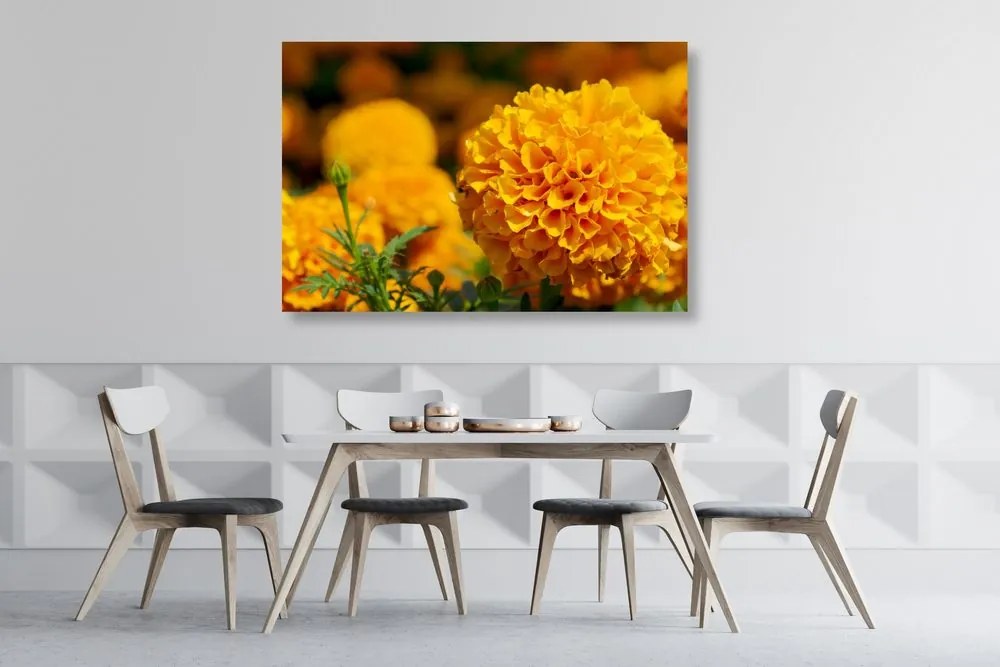 Quadro su tela – Calendula azteca