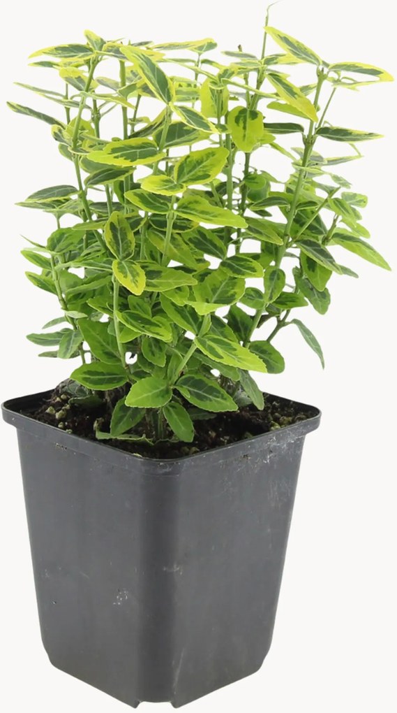 Set di 6 piante vere Fortune's Spindle Euonymus fortunei Emerald n Gaiety