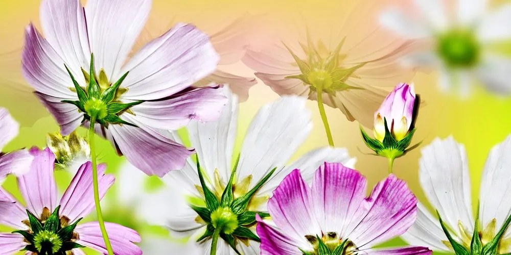 Stampa su tela – Fiori da giardino
