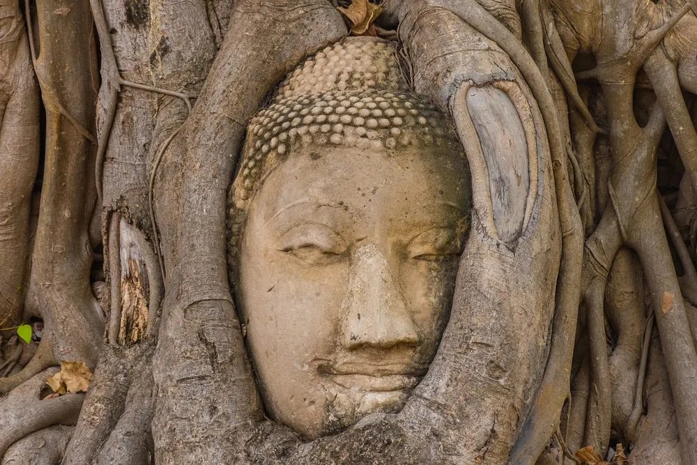 Stampa su tela – Ficus sacro di Buddha