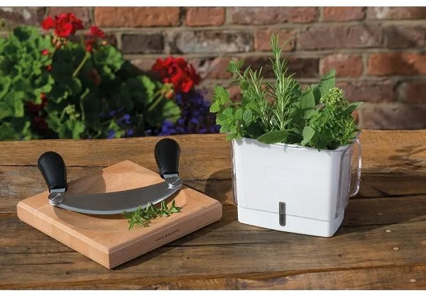 Cole&Mason - Contenitore per conservare le erbe aromatiche appena tagliate
