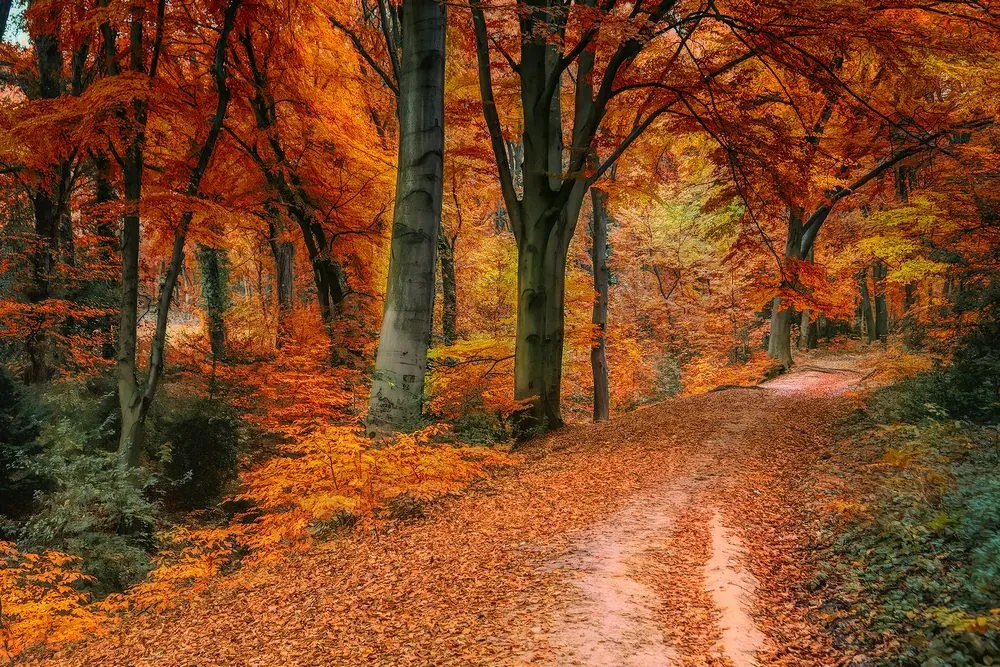 Stampa su tela – Foresta in autunno