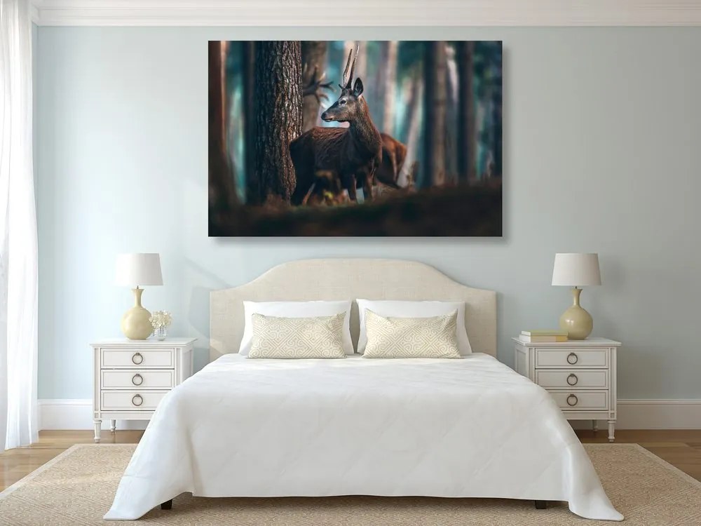 Quadro su tela – Cervo nella foresta di pini
