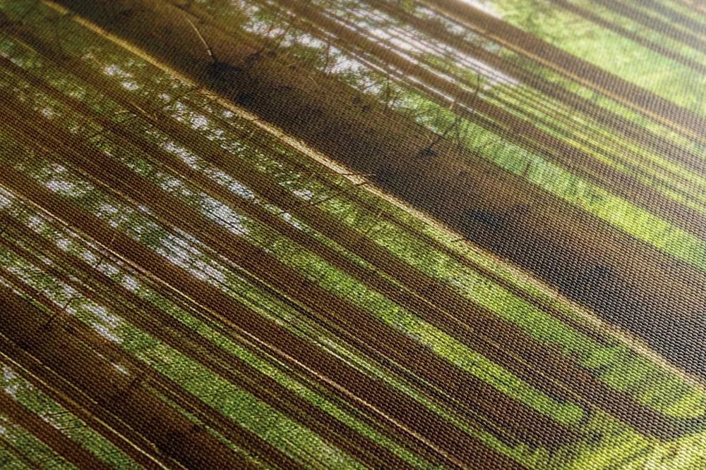 Stampa su tela – Mattina nella foresta