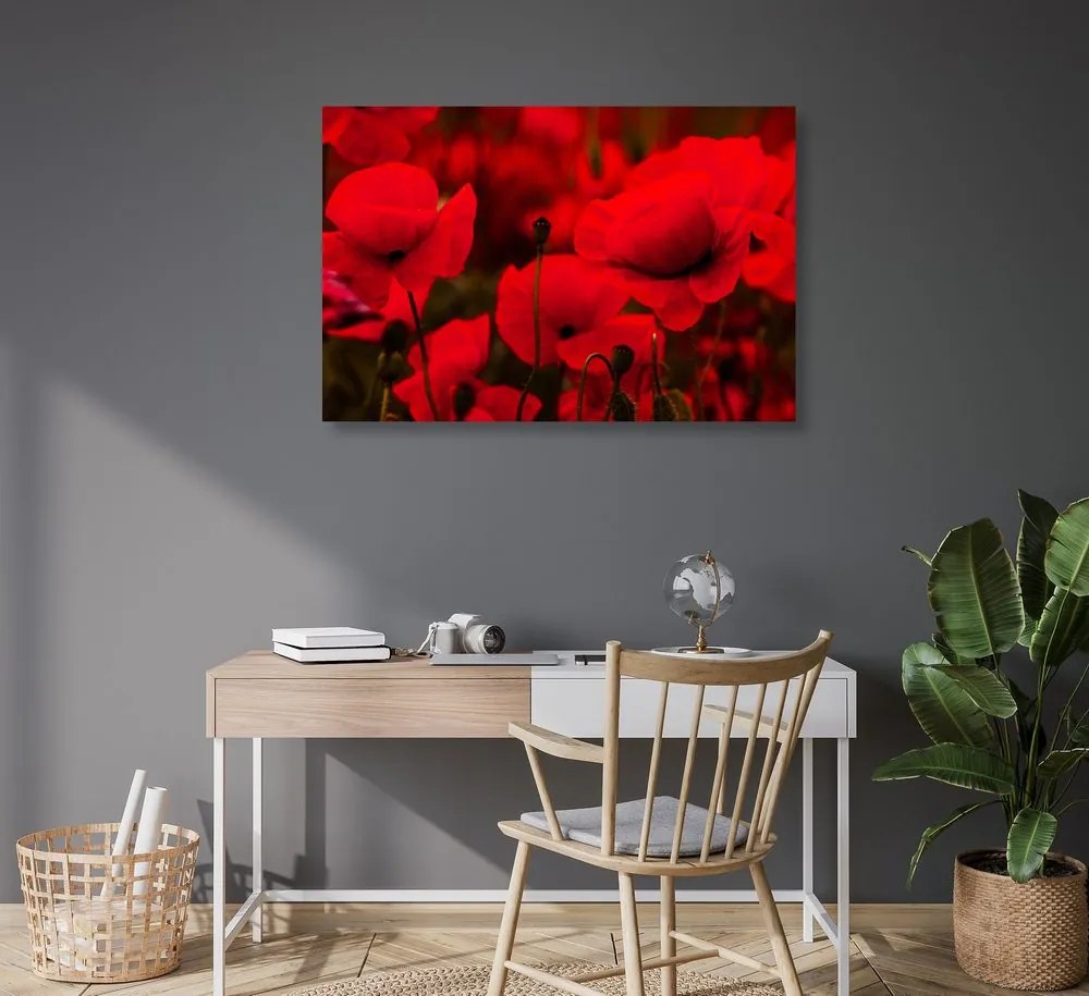 Quadro su tela – Campo di papaveri selvatici