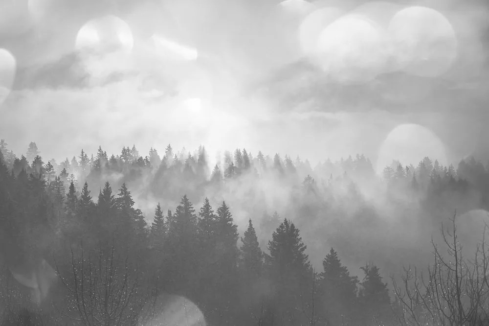 Carta da parati – Nebbia in bianco e nero sopra la foresta