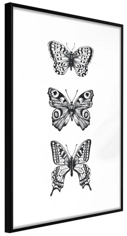 Poster  Butterfly Collection III  Cornice Quadri Cornice nera, Larghezza x Altezza Home decor 20x30