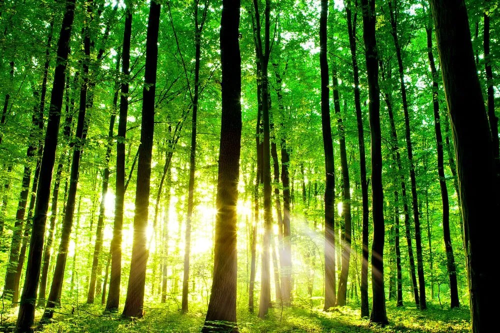 Stampa su tela – Foresta verde fresca