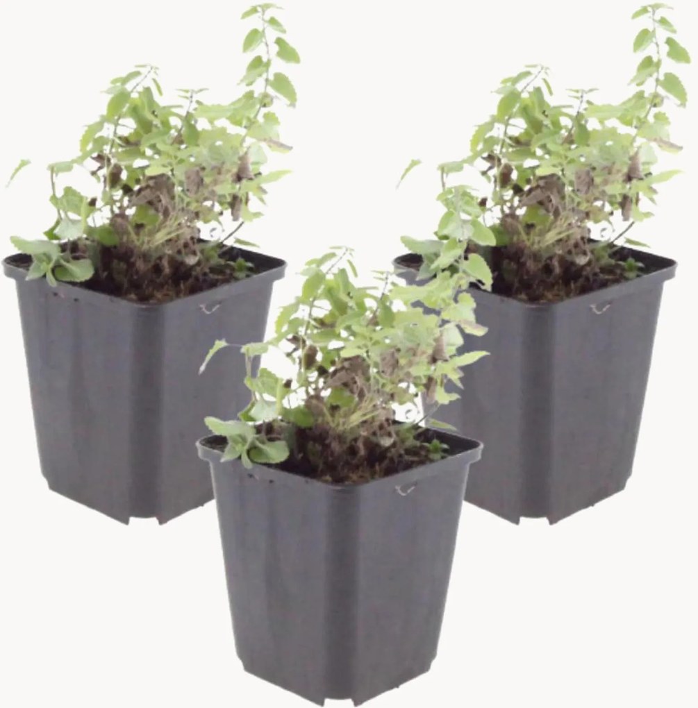 Set di 3 piante vere Catmint Nepeta Faassenii